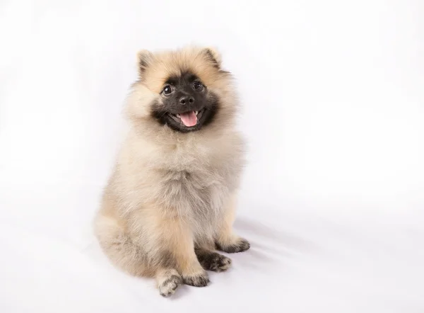 子犬のポメラニアンはピンクの舌で座っています。 — ストック写真