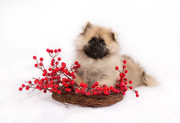 Çelenk ile kırmızı meyveler üzerinde komik köpek yavrusu — Stok fotoğraf