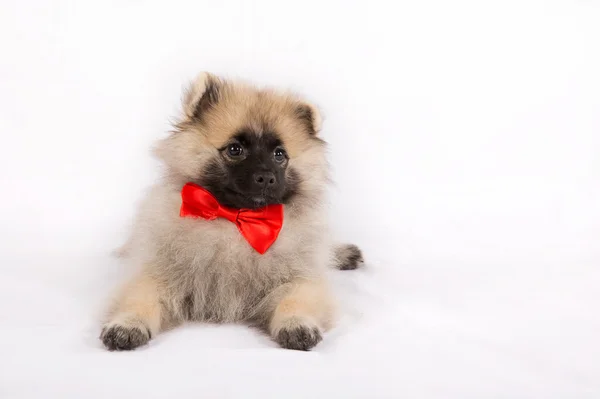 Cachorro divertido en una pajarita roja —  Fotos de Stock