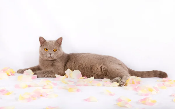 아름 다운 고양이 거짓말 — 스톡 사진