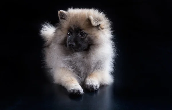 Köpek yavrusu Pomeranian yalan söylüyor — Stok fotoğraf