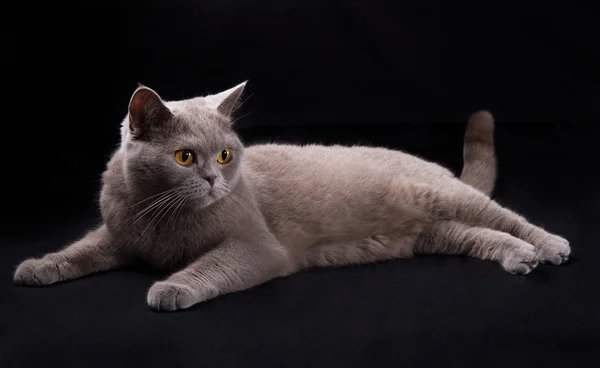 Gyönyörű macska hazudik — Stock Fotó