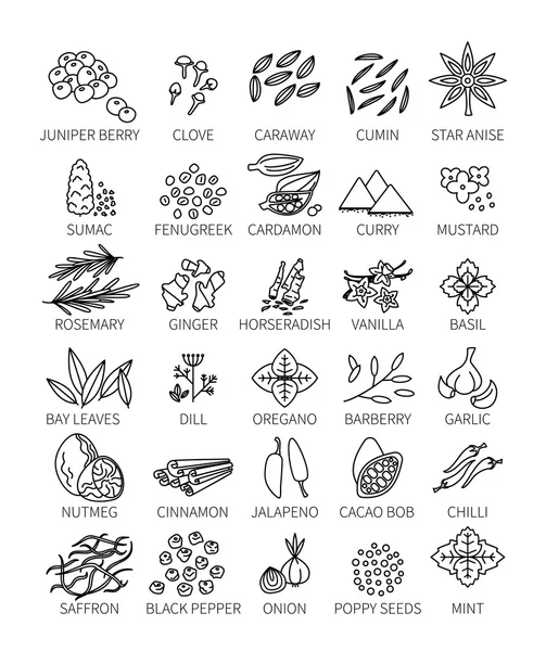 Set of line spices — Stock Vector
