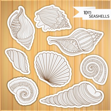 Deniz kabuğu koleksiyonu