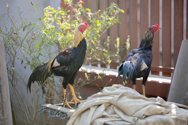 Tailandés lucha pollas para gamecock de pie en la jaula Imagen De Stock