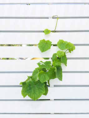 Yeşil dağcı ile ahşap beyaz