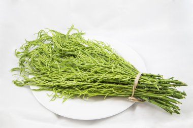 Beyaz zemin üzerine tırmanma Wattle