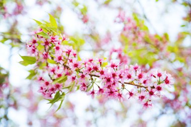 Pembe sakura çiçeği