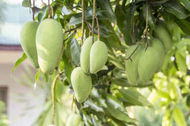 Yeşil Mango asılı