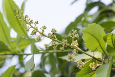 Mango ağacının üstüne sarı Mango çiçek