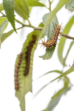 Turuncu Siyah ve beyaz tüylü Caterpillar grup yeşil izinli