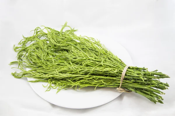 Beyaz zemin üzerine tırmanma Wattle