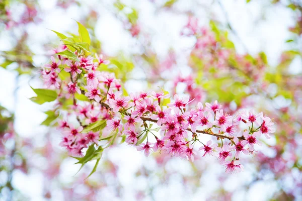 Pembe sakura çiçeği
