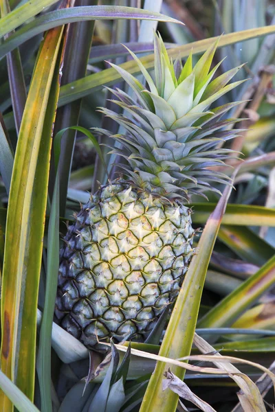 ananas ağaç