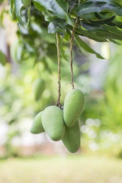 Yeşil Mango asılı