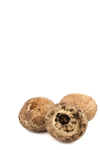 Cogumelo Portobello em fundo branco em vertical — Fotografia de Stock