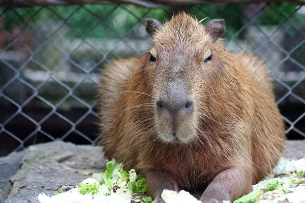 Capybara, una rata muy grande Imágenes de stock libres de derechos