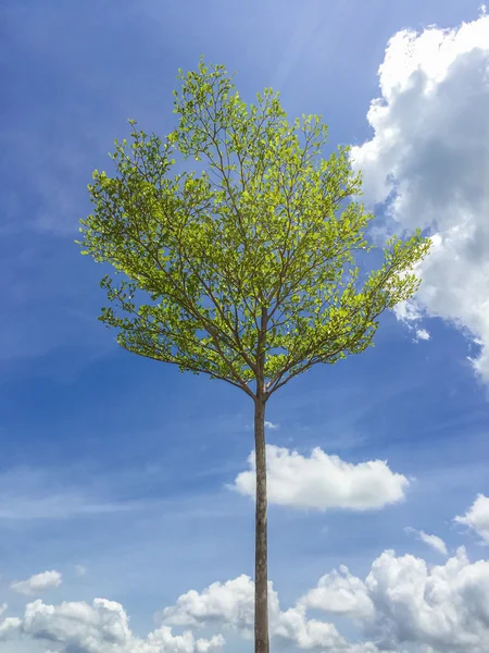 Güneş yeşil yaprakları ile uzun bir ağaç üzerinde