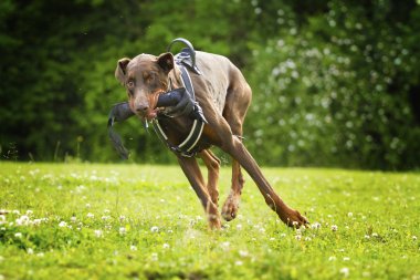 eğlenceli bir doberman pinscher köpek koşma