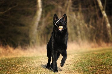 fun beautiful black german shepherd dog running clipart