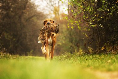 tavşan avına Ridgeback köpek koşma