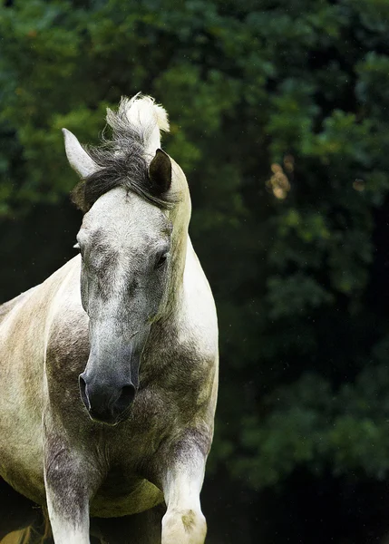 Hermoso caballo árabe corriendo en la naturaleza —  Fotos de Stock