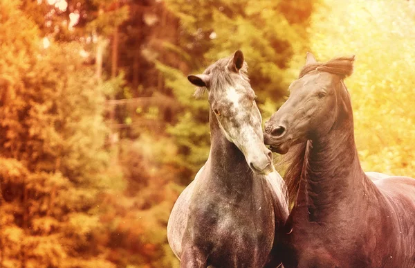 Dois lipizzaner e cavalo friesiano garanhão correndo cavalos árabes — Fotografia de Stock