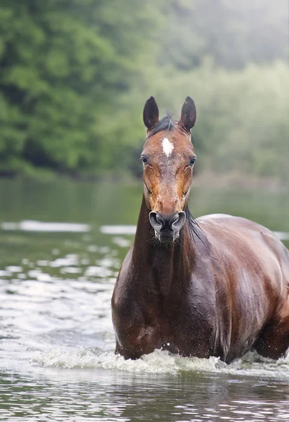 Beautiful thoroughbred horse swims in water lake — Stock Photo, Image