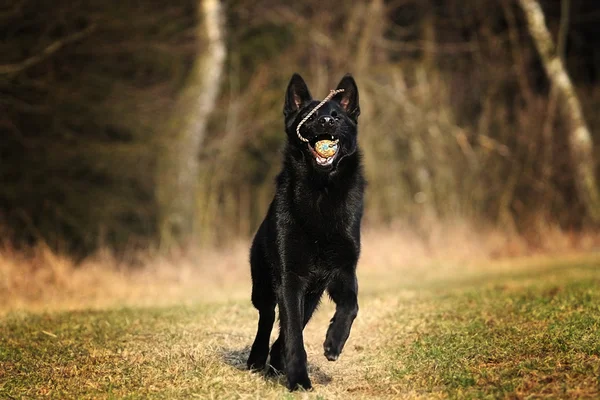 Divertido hermoso negro pastor alemán perro corriendo —  Fotos de Stock