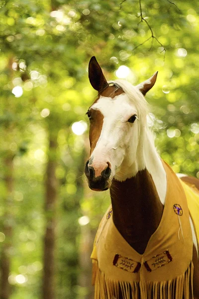 doğada çalışan güzel boya at