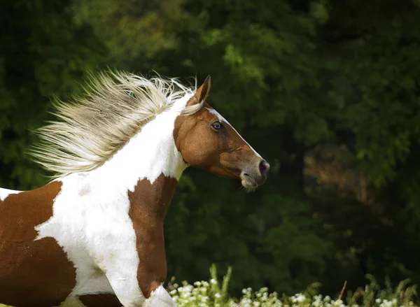 Vackra färg häst hingst kör i vilda — Stockfoto