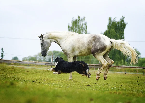 Caballo árabe y perro Berner Shennenhund — Foto de Stock