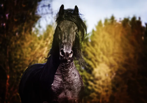 Krásné divoké Fríský kůň hřebec běží v přírodě — Stock fotografie