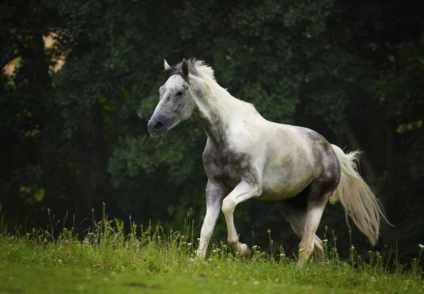 Vackra häst kör i naturen — Stockfoto