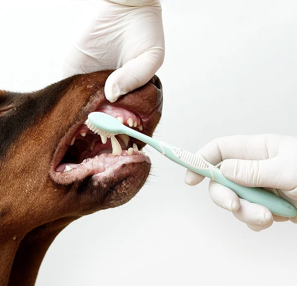 Veterinario control doberman pinscher perro limpieza de dientes — Foto de Stock