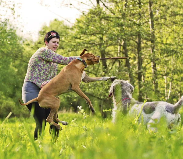 Mujer jugando con perros al aire libre paseando — Foto de Stock