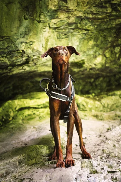 Divertente giovane bello doberman pinscher cane all'aperto — Foto Stock