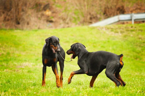 Two doberman pinscher dog — Stock Photo, Image