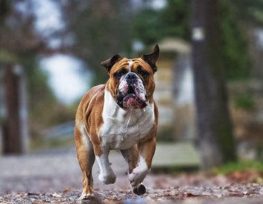 crazy english bulldog puppy running clipart