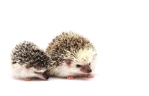 Cute and two fun hedgehog baby — Stock Photo, Image