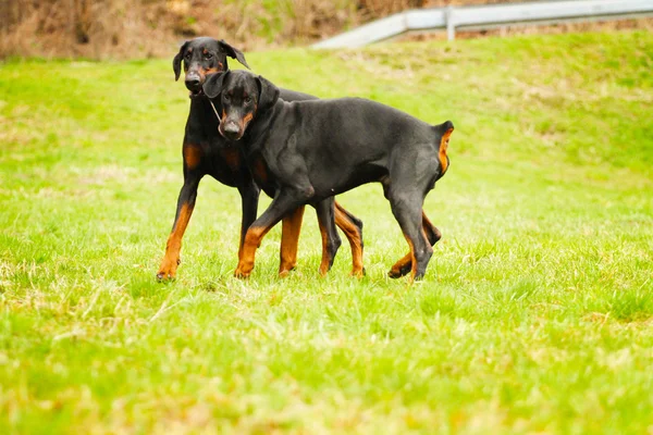 Δύο doberman pinscher το σκυλί — Φωτογραφία Αρχείου
