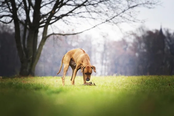 Caccia rodesiana ridgeback e lepre — Foto Stock