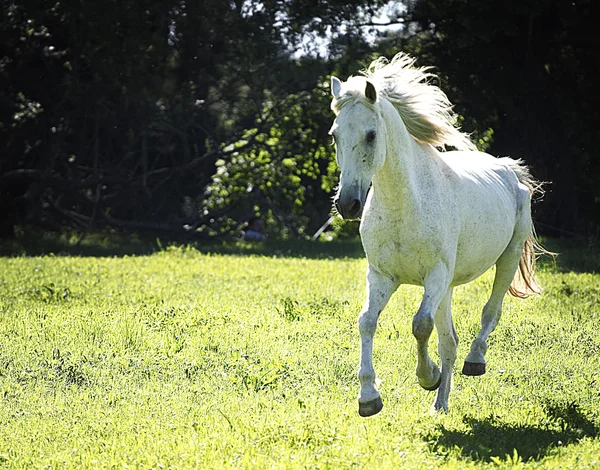 Красивая арабская лошадь бегает по природе — стоковое фото