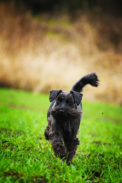 Fun schnauzer puppy dog trick dancing — Stock Photo, Image