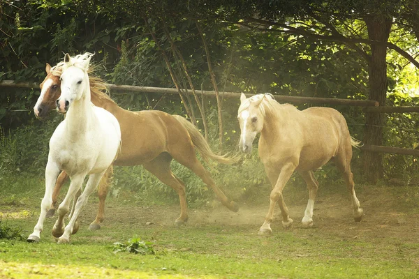 Manada de cavalos correndo em appaloosa selvagem, cavalo árabe, oeste — Fotografia de Stock