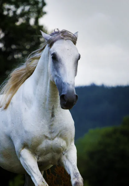 Belo cavalo lipizzaner correndo na natureza — Fotografia de Stock