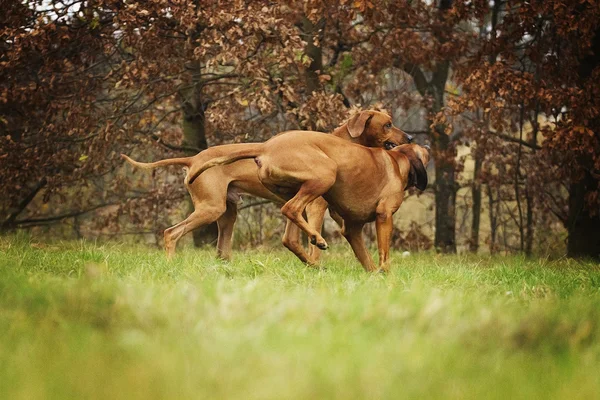 Due rodesiani ridgeback cani fithting — Foto Stock