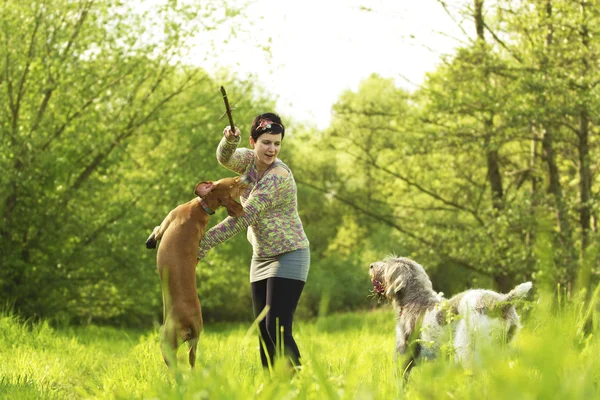 Веселая женщина играет с собаками — стоковое фото