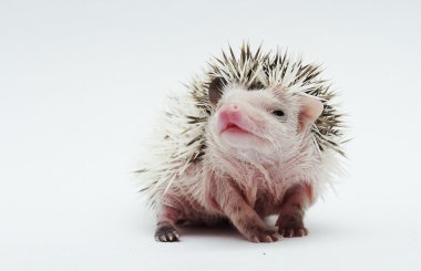 cute young african pygmy hedgehog baby in flower vintage