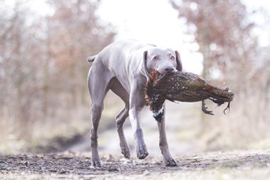obedient,  beautiful, healthy and young black boston terrier